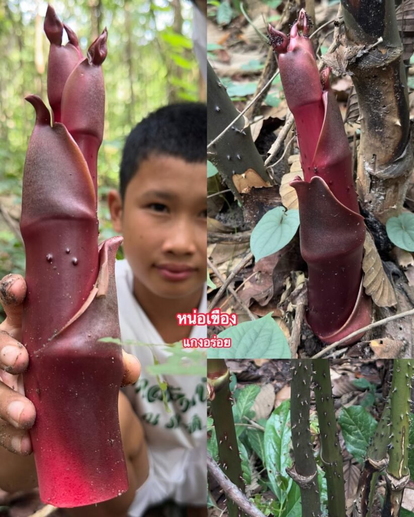 518466491_1230640075179466_7351364496187219828_n-821x1024 “เขือง” หรือ “กำลังควายถึก” ผักป่าสมุนไพรสุดหายาก ของดีจากป่าที่คุณอาจยังไม่รู้จัก