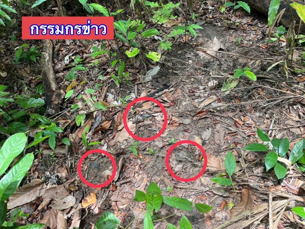 521455872_1362975778522691_3907248075170329369_n-1024x769 กัมพูชาละเมิดอนุสัญญาออตตาวา! กองทัพฮุน มาเนต ใช้ทุ่นระเบิด PMN-2 ในพื้นที่ยุทธศาสตร์