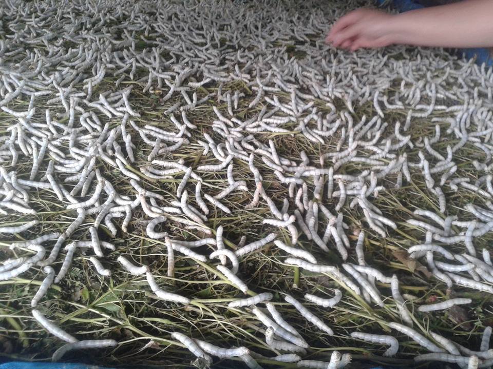 522622782_3886936891602473_5124501207405533414_n บ้านพญาราม ผ้าไหมงามเมืองสุรินทร์: แหล่งเรียนรู้วัฒนธรรมไหมครบวงจร