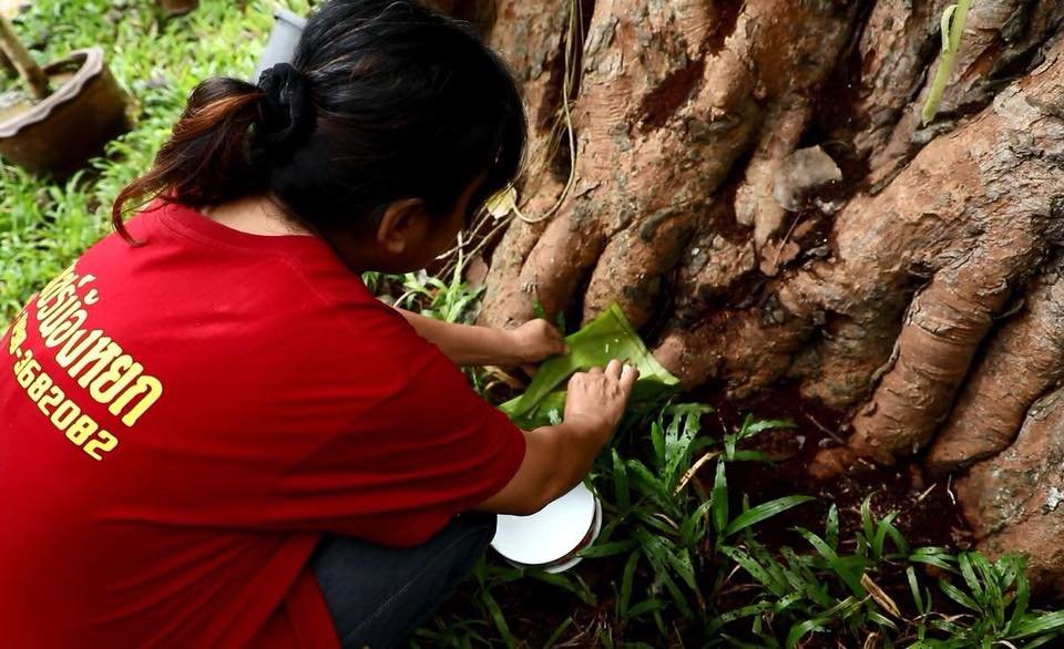 42476387_2048032208572874_7185446188462637056_n ประเพณีบุญข้าวประดับดิน : มรดกอีสานแห่งการอุทิศส่วนกุศลสู่ผู้ล่วงลับ