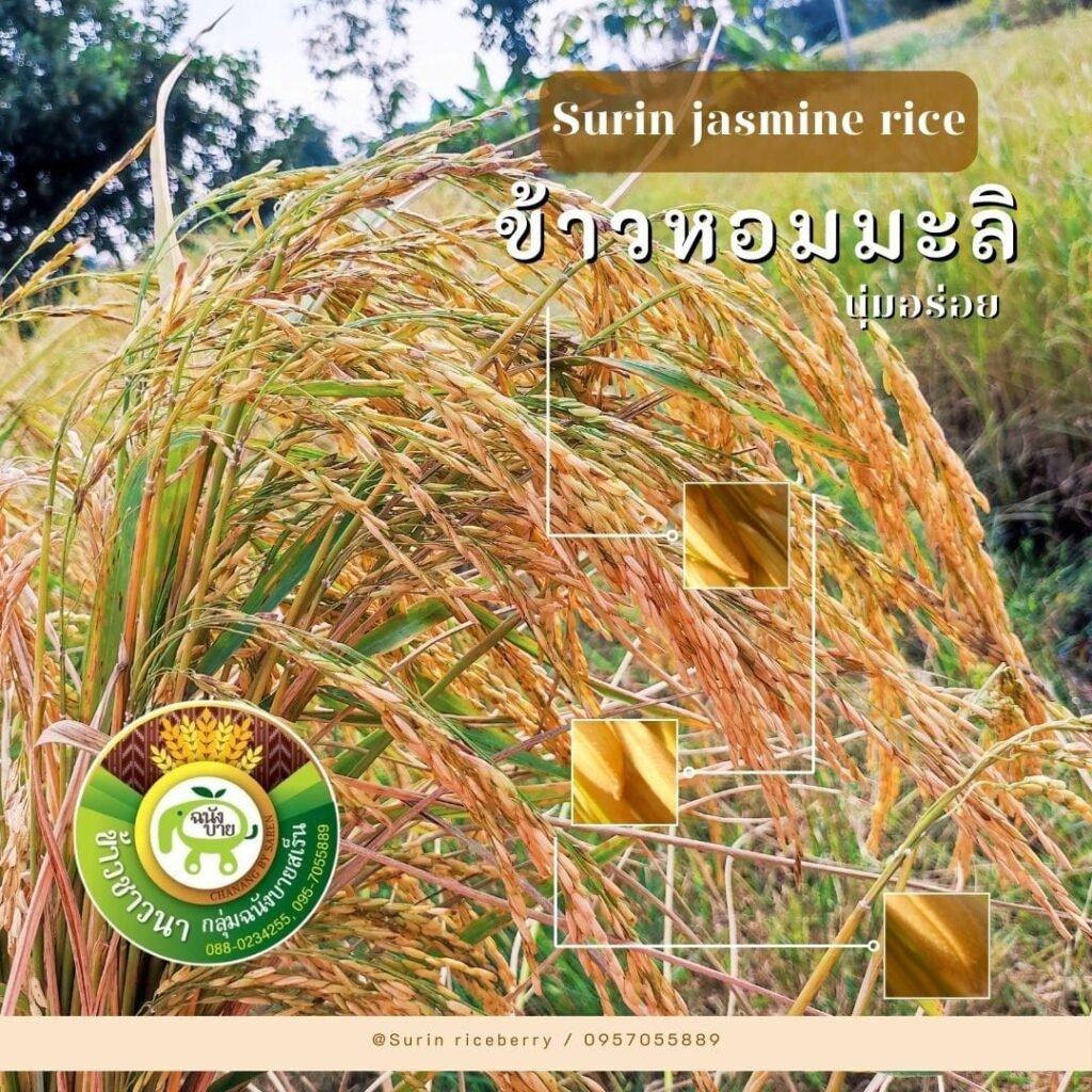 476261149_922492880051946_7716601654846652144_n-1024x1024 มันเกิดขึ้นแล้ว! ข้าวไทยแพ้เวียดนามเต็มตัว