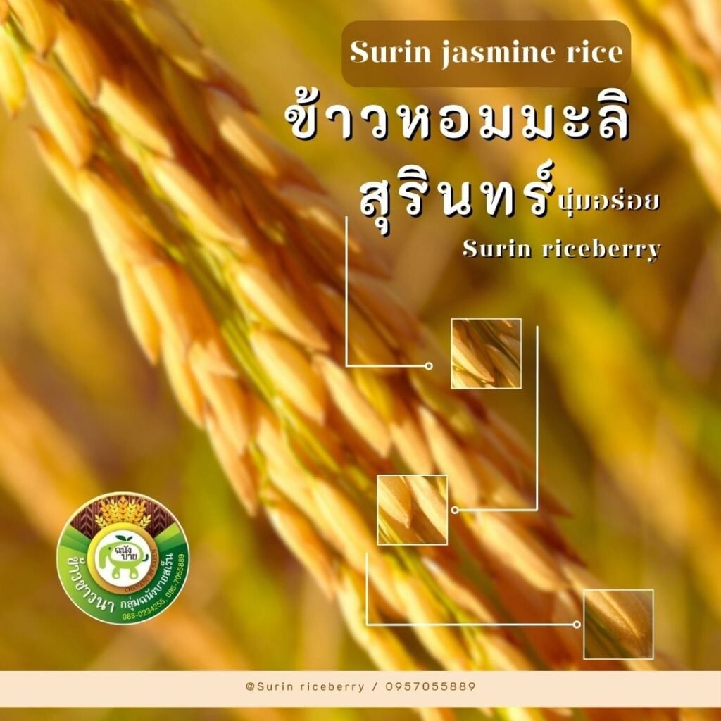 476352458_922493180051916_4864623201561920726_n-1024x1024 มันเกิดขึ้นแล้ว! ข้าวไทยแพ้เวียดนามเต็มตัว