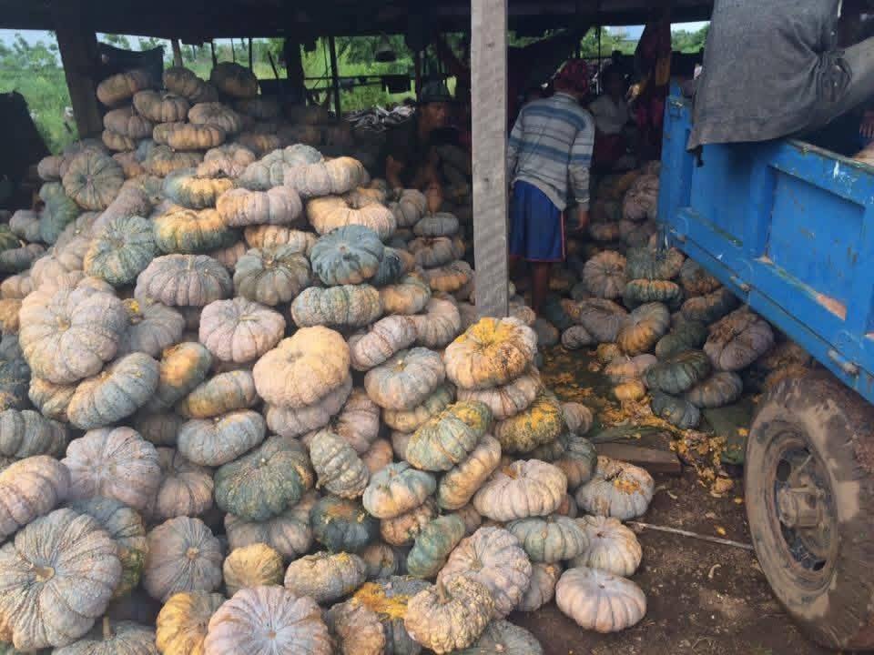 557639561_122147479688679502_353663550380889370_n Contract Farming — ระเบิดเวลาที่เริ่มนับถอยหลังของกัมพูชา 🇰🇭