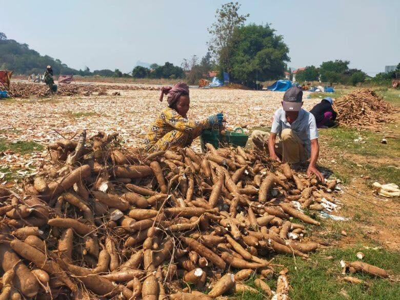 559268920_122147479634679502_765694682102898111_n Contract Farming — ระเบิดเวลาที่เริ่มนับถอยหลังของกัมพูชา 🇰🇭