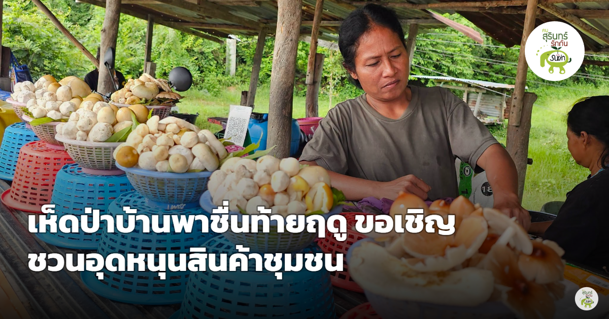 โค้งสุดท้ายฤดูเห็ดป่า เพิงเห็ดบ้านพาชื่น กาบเชิง ชวนอุดหนุนสินค้าชุมชนริมทางสายกาบเชิง-ปราสาท