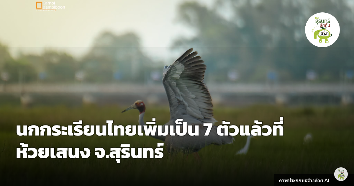 นกกระเรียนไทยเพิ่มเป็น 7 ตัวแล้วที่ห้วยเสนง จ.สุรินทร์ สะท้อนธรรมชาติฟื้นตัวและการร่วมใจดูแลของชาวสุรินทร์