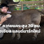 ฮือฮา “เจ้าคากิ” ควายแคระสูง 70 ซม. ยอดวิวทะลุ 100 ล้าน ลับแฮงฟาร์มเปิดชมฟรีแลนด์มาร์กใหม่สุรินทร์