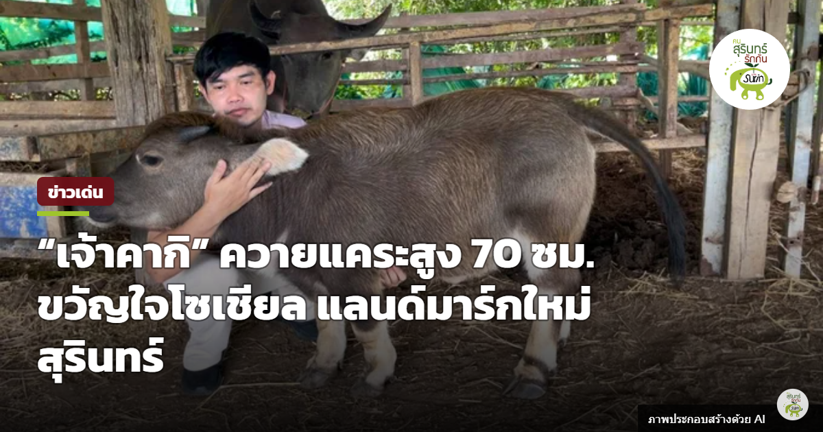 ฮือฮา “เจ้าคากิ” ควายแคระสูง 70 ซม. ยอดวิวทะลุ 100 ล้าน ลับแฮงฟาร์มเปิดชมฟรีแลนด์มาร์กใหม่สุรินทร์