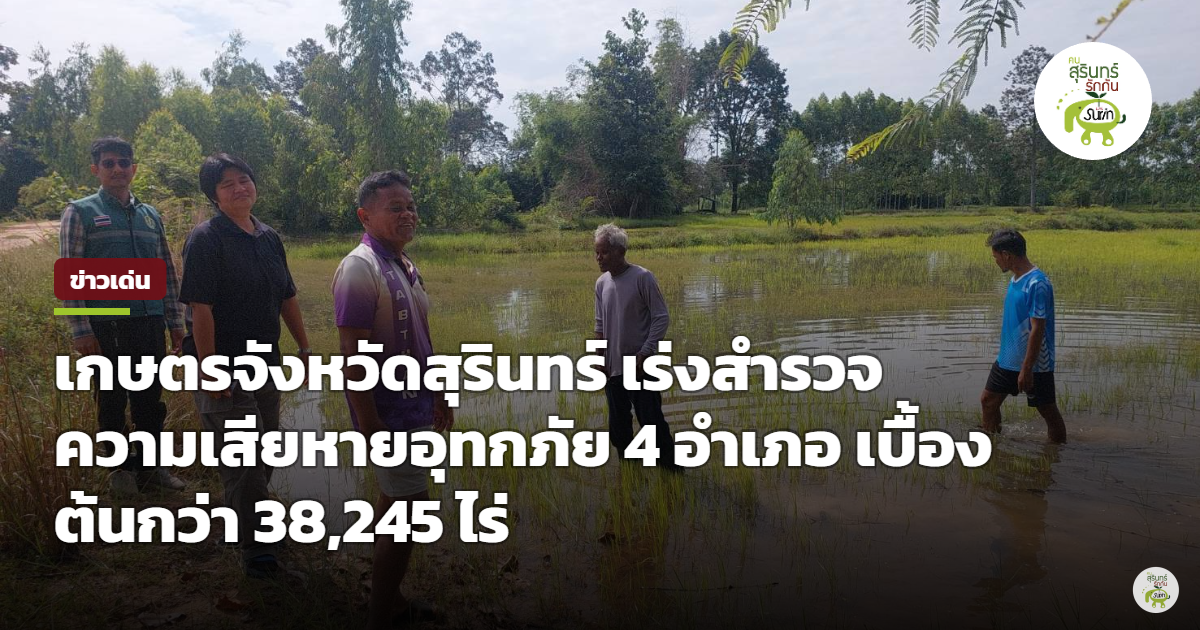 เกษตรสุรินทร์เร่งสำรวจน้ำท่วม 4 อำเภอกว่า 3.8 หมื่นไร่ แจงขั้นตอนเกณฑ์เยียวยาเกษตรกร