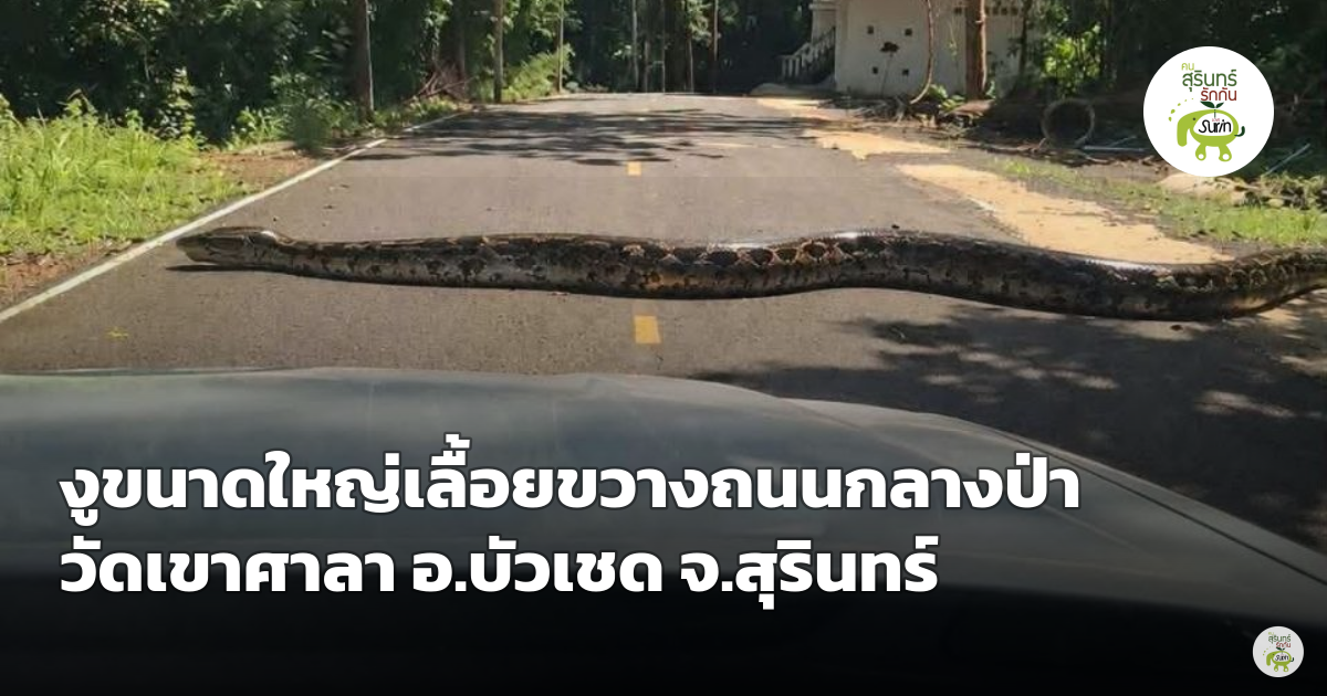 ฮือฮาภาพงูขนาดใหญ่เลื้อยขวางถนนกลางป่าวัดเขาศาลา ต.จรัส อ.บัวเชด สุรินทร์108 ย้ำยังไม่ฟันธงชนิด-ขนาด