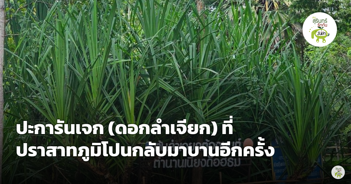 ฮือฮา 'ปะการันเจก' ดอกลำเจียกบานอีกครั้ง ณ ปราสาทภูมิโปน อ.สังขะ จ.สุรินทร์ หลังรอนานหลายปี