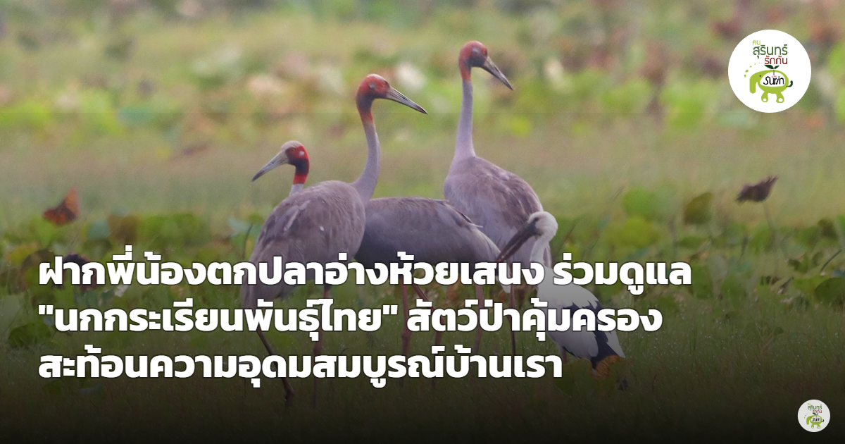 ฝากพี่น้องตกปลาอ่างห้วยเสนง ร่วมดูแล "นกกระเรียนพันธุ์ไทย" สัตว์ป่าคุ้มครอง สะท้อนความอุดมสมบูรณ์บ้านเรา