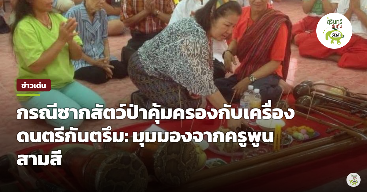 ปมซากสัตว์ป่าคุ้มครองสะเทือนวงการกันตรึมสุรินทร์ ช่างเครื่องดนตรีถูกจับ หวั่นกระทบมรดกวัฒนธรรมอีสานใต้