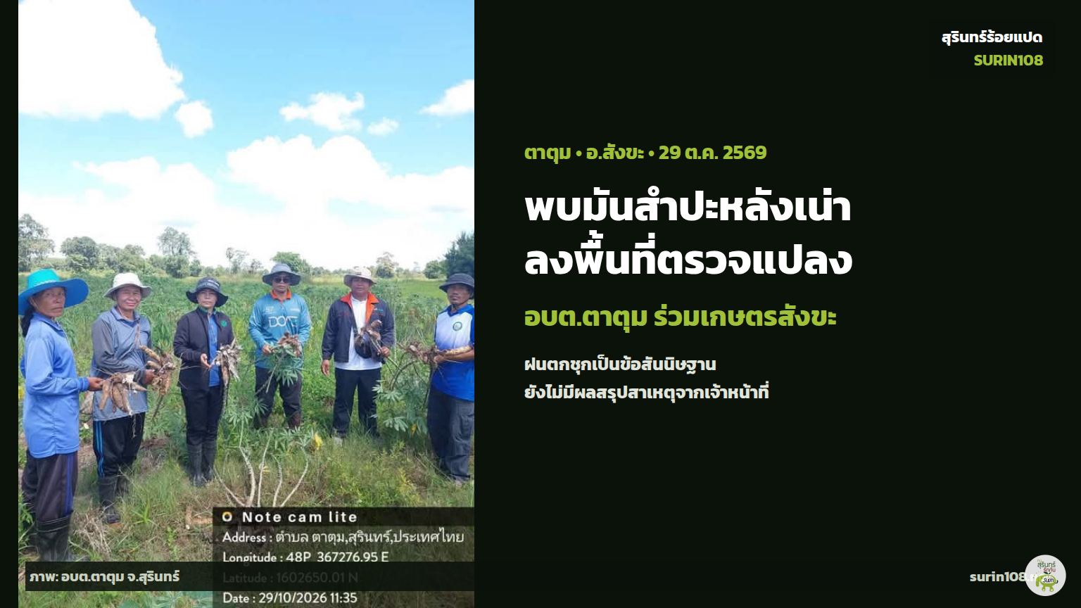 ตาตุมพบมันสำปะหลังเน่า อบต.ร่วมเกษตรสังขะลงพื้นที่ตรวจแปลง