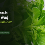 ภาพประกอบข่าว: ไล่เรียงดราม่ากะเพรา: คุ้มครองอะไร เราอยู่ตรงไหน และทำอะไรได้บ้าง