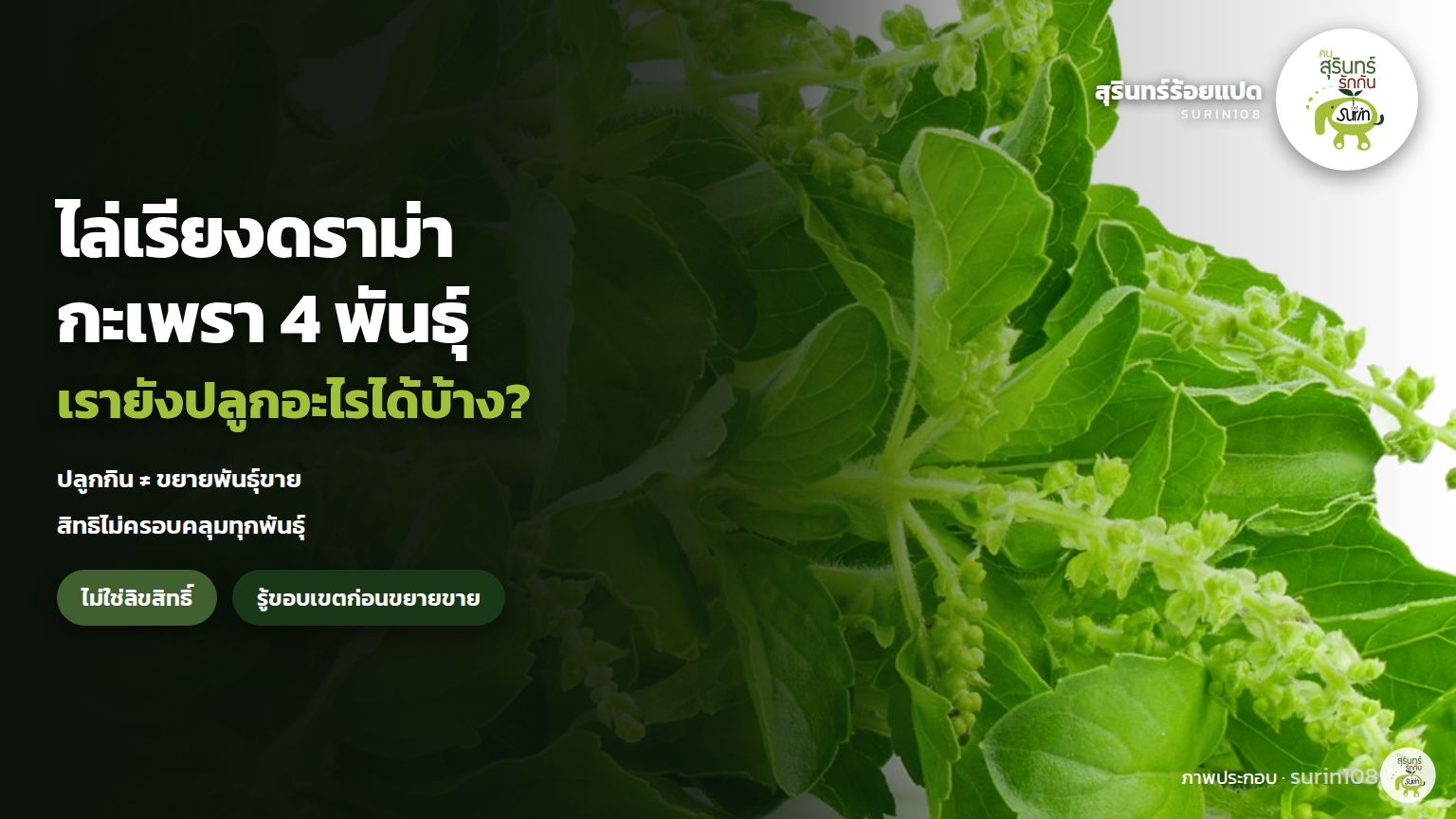 ภาพประกอบข่าว: ไล่เรียงดราม่ากะเพรา: คุ้มครองอะไร เราอยู่ตรงไหน และทำอะไรได้บ้าง