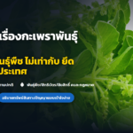 เข้าใจผิดเรื่องกะเพราพันธุ์ใหม่: คุ้มครองพันธุ์พืช ไม่เท่ากับ ยึดกะเพราทั้งประเทศ