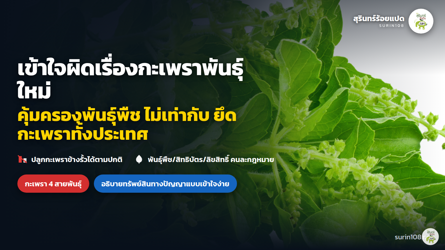 เข้าใจผิดเรื่องกะเพราพันธุ์ใหม่: คุ้มครองพันธุ์พืช ไม่เท่ากับ ยึดกะเพราทั้งประเทศ
