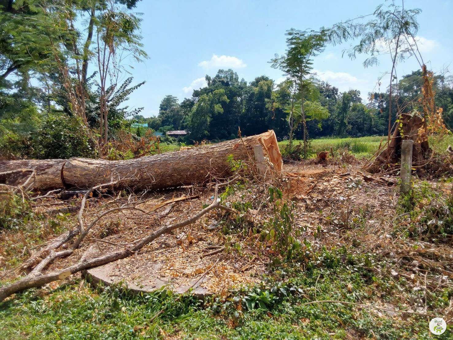 ภาพท่อนไม้ที่ถูกตัดภายใน มรภ.สุรินทร์ ปี 2025 จากเพจคุ้ยเขี่ย