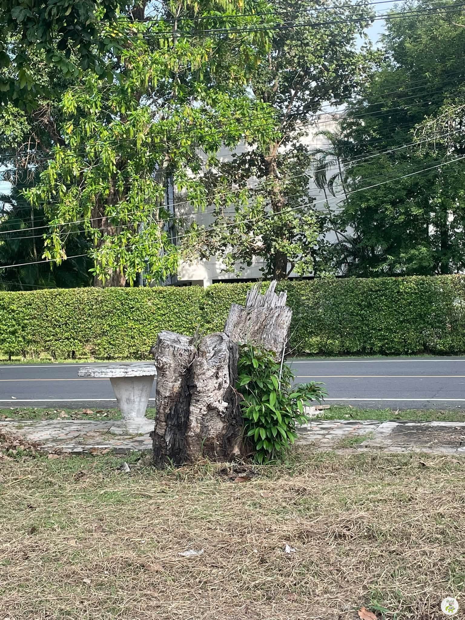 สภาพตอไม้ขนาดใหญ่ถูกตัดโค่นในมหาวิทยาลัยราชภัฏสุรินทร์